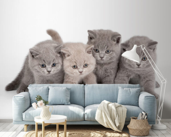 Gatinhos adoráveis prontos para brincar Papel de parede Gatinhos adoráveis prontos para brincar